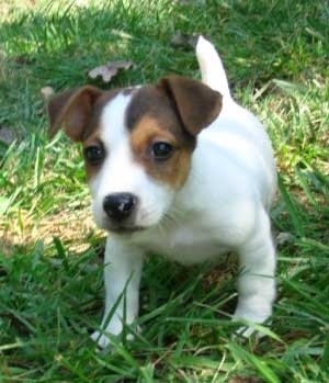 Chiots Jack Russel A Vendre Vente De Chiots Jack Russel Eleveur Jack Russel Professionnel Paca