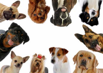 image de chien de toute race