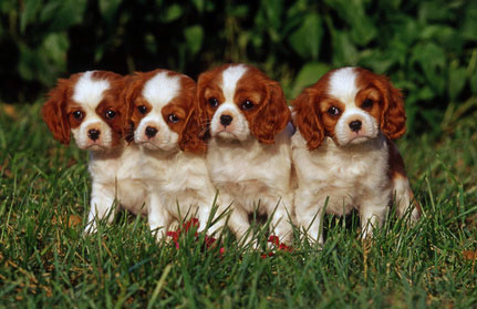 Chiots Cavalier King Charles A Vendre Vente De Chiots Cavalier King Charles Eleveur Cavalier King Charles Professionnel Paca