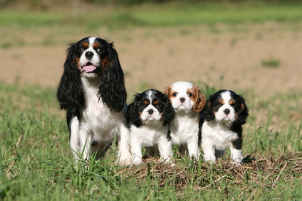 Chiots Cavalier King Charles A Vendre Vente De Chiots Cavalier King Charles Eleveur Cavalier King Charles Professionnel Paca