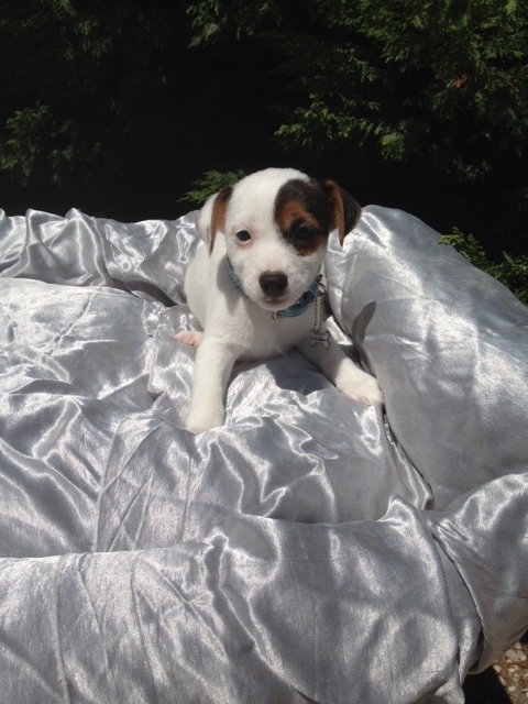 Chiots Jack Russel A Vendre Vente De Chiots Jack Russel Eleveur Jack Russel Professionnel Paca
