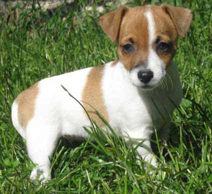 Chiots Jack Russel A Vendre Vente De Chiots Jack Russel Eleveur Jack Russel Professionnel Paca