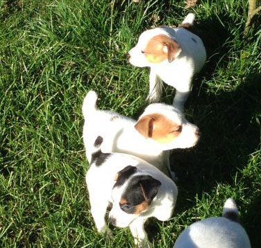 Chiots Jack Russel A Vendre Vente De Chiots Jack Russel Eleveur Jack Russel Professionnel Paca