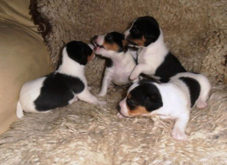 Chiots Jack Russel A Vendre Vente De Chiots Jack Russel Eleveur Jack Russel Professionnel Paca