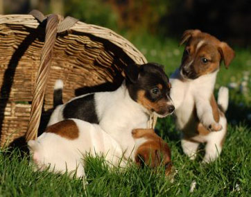 Chiots Jack Russel A Vendre Vente De Chiots Jack Russel Eleveur Jack Russel Professionnel Paca