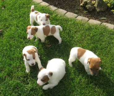 Chiots Jack Russel A Vendre Vente De Chiots Jack Russel Eleveur Jack Russel Professionnel Paca