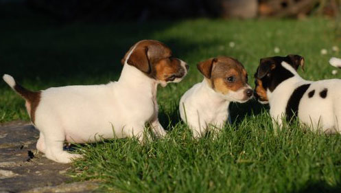 Chiots Jack Russel A Vendre Vente De Chiots Jack Russel Eleveur Jack Russel Professionnel Paca