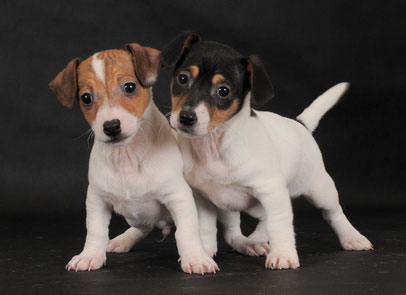 Chiots Jack Russel A Vendre Vente De Chiots Jack Russel Eleveur Jack Russel Professionnel Paca