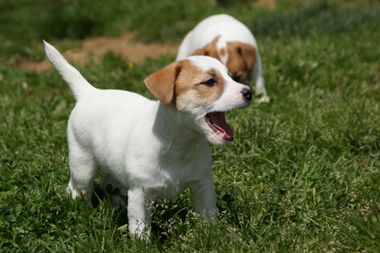 Chiots Jack Russel A Vendre Vente De Chiots Jack Russel Eleveur Jack Russel Professionnel Paca