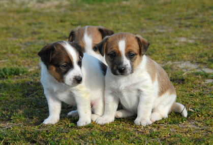Chiots Jack Russel A Vendre Vente De Chiots Jack Russel Eleveur Jack Russel Professionnel Paca