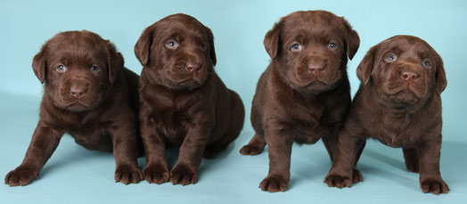 Chiots Labrador Chocolat A Vendre Vente De Chiots Labrador Chocolat Eleveur Labrador Chocolat Professionnel Paca