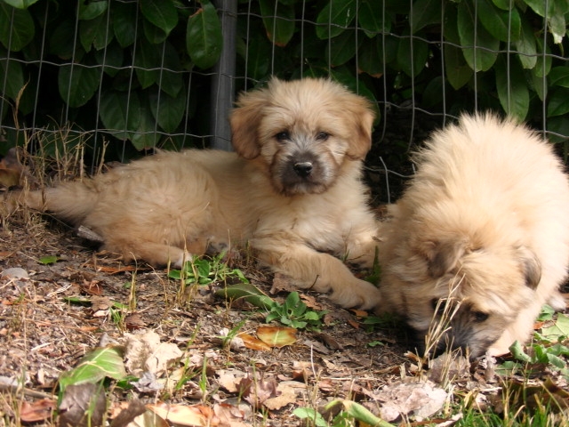 Chiots Labrit a vendre - Vente de chiots Labrit - Eleveur Labrit