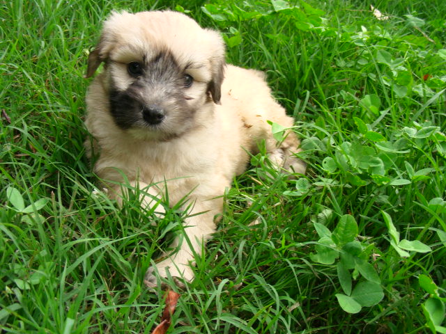 Chiots Labrit a vendre - Vente de chiots Labrit - Eleveur Labrit