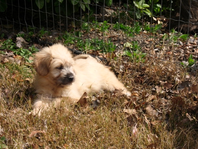 Chiots Labrit a vendre - Vente de chiots Labrit - Eleveur Labrit