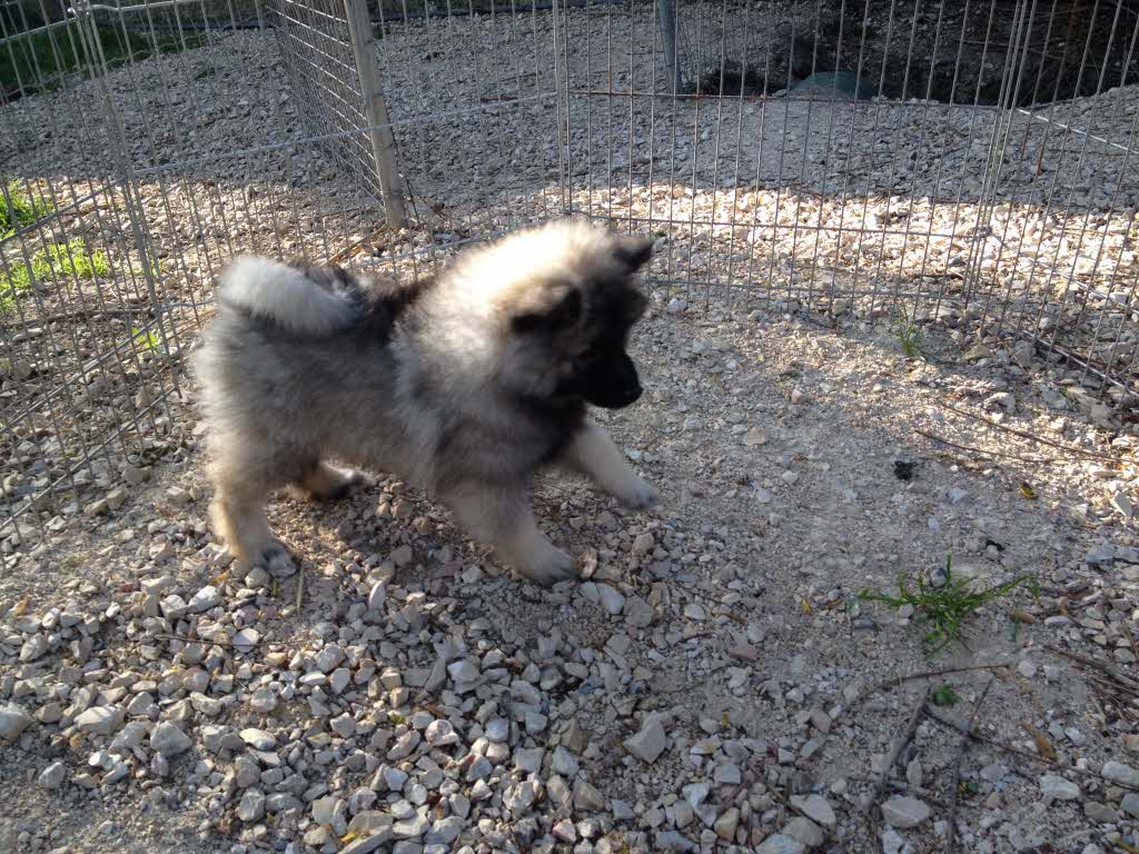Chiots Spitz Loup A Vendre Vente De Chiots Spitz Loup Eleveur Spitz Loup Professionnel Paca